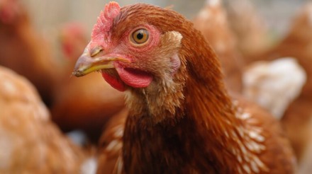 Dos 3,2 bilhões de ovos produzidos no RS cerca de 5% são de aves livres