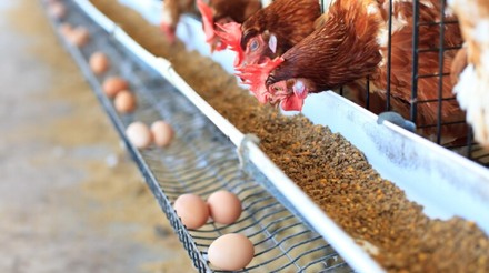 Investir na saúde das aves para melhor qualidade do ovo