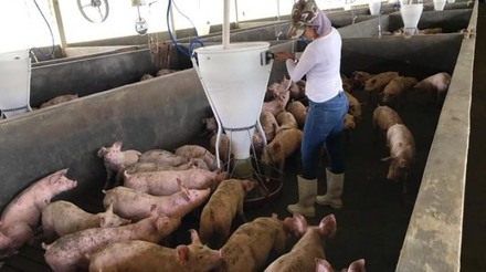 Alegra prevê crescer 12% mesmo com setor de suínos em crise