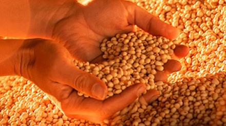 CNA orienta produtores sobre calendário de semeadura e vazio sanitário da soja