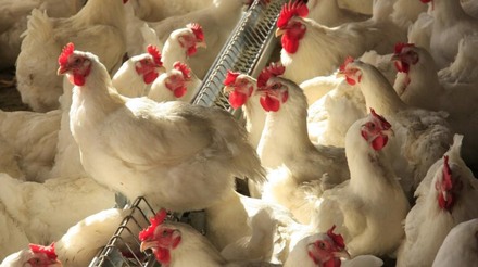 Abate de frangos cresce 4,8% no primeiro trimestre de 2023, aponta IBGE