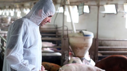 MINAGRI vacuna en dos meses a más de 25 mil cerdos en Cusco