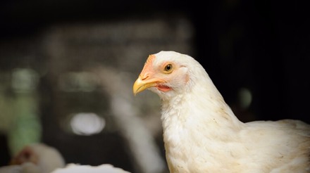 Contribuições do melhoramento genético à avicultura de corte do Brasil