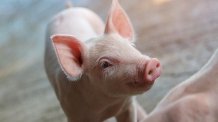 Como otimizar a eficiência alimentar dos suínos na fase de crescimento