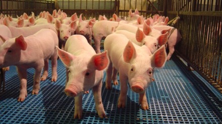 Mês de abril inicia com queda no preço do suíno independente