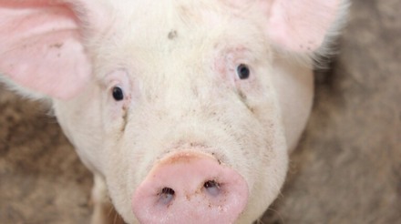 Acsurs conquista redução de alíquota para vendas interestaduais de suínos vivos
