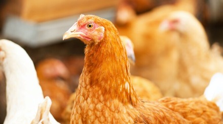 Dois avicultores testam positivo para gripe aviária no Reino Unido