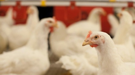 Projeções indicam aumento de 28,1% na produção de carne de frango até 2032
