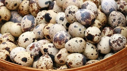 Norte do Paraná é destaque na produção estadual de ovos de codorna