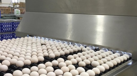 Volume de ovos exportados pelo Brasil bate recorde