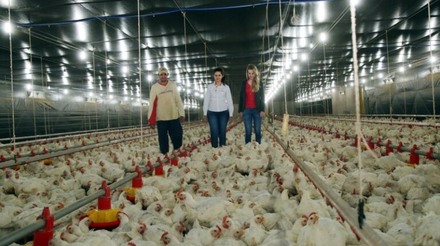 Produtor alcança recorde individual de R$ 1,38 por cabeça de frango