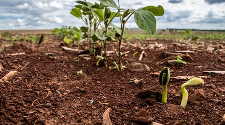 Estados do Sul buscam ajustes no calendário de plantio da soja