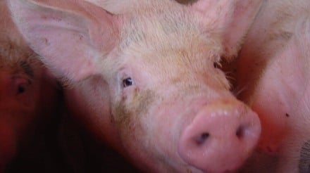 As empresas de carne do Reino Unido  abatem e processam suínos na Holanda e na Irlanda devido à falta de pessoal