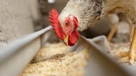 Primeiro trimestre de 2023 apresenta recuo do setor alimentação animal