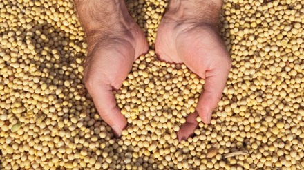 Ministério da Agricultura rejeita ampliar período de plantio de soja em todo o país