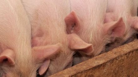 Nutrição de suínos com menor uso de antibióticos é destaque na Abraves