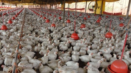 Produção brasileira de frango cresceu 3% no primeiro semestre, aponta Rabobank
