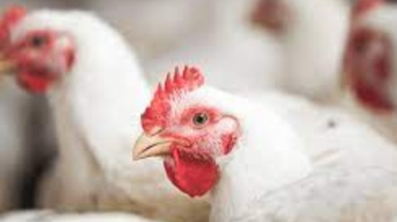 Cobb-Vantress defende equilíbrio entre cálcio e fósforo em dietas de frangos de corte