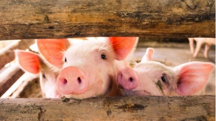 Custos de produção de suínos têm queda em agosto