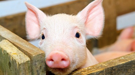 Relatório de suínos e leitões do USDA de 1º de junho