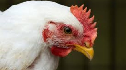 Abate de frangos cresce 4,7% no 2º trimestre de 2023