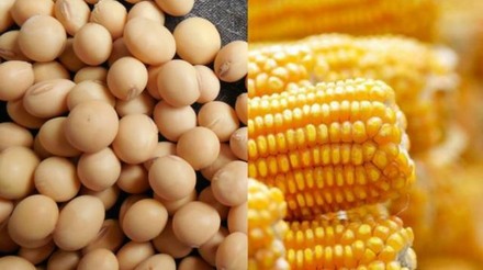 Área de cultivo de soja aumentará enquanto a de milho diminuirá no Paraná na safra 2023/24