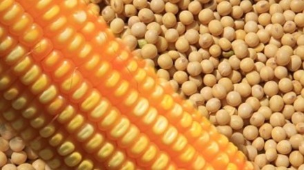 Deral eleva previsão de área plantada de soja em 2017/18 e reduz a de milho verão