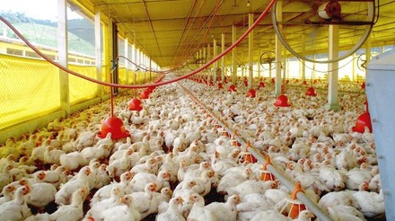 Demanda aquecida impulsionou as cotações do frango em setembro