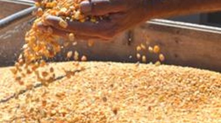 Leilão de milho realizado pela Conab arrecada R$ 15,7 milhões