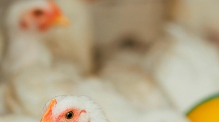 Exportações brasileiras de carne de frango devem bater recorde em 2023