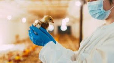 OMSA confirma que Argentina está livre de gripe aviária