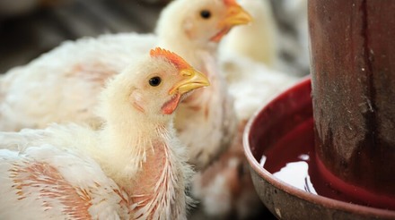 Consumo interno e tecnificação alavancam produção de aves e ovos em MS