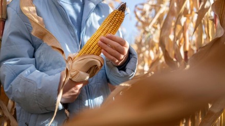 Ministro da Agricultura recomenda compras públicas de milho para conter queda nos preços