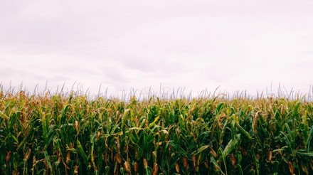 Colheita de milho avança e estimativa da safrinha é revisada para cima no Brasil
