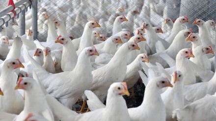 Frigoríficos testam procedimentos de modernização do abate de frangos