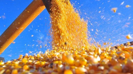 Mercado nacional do milho enfrenta queda nos preços devido à safra recorde e condições climáticas
