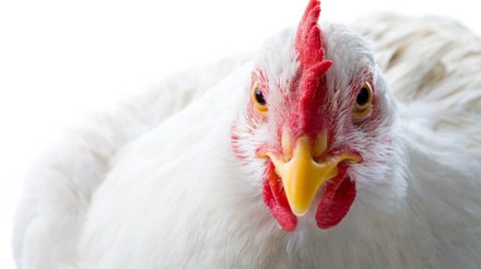 Preço do frango vivo tem leve retração em São Paulo durante julho