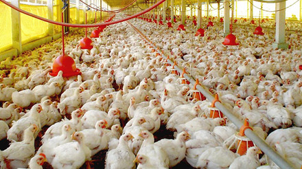 Qual o estado que liderou exportações de carne de frango em 2023?