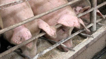 Consumo de carne suína cresce e abates aumentam 17% em MS