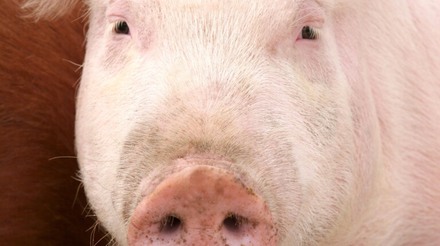 Embarques de carne suína in natura chegam a US$ 25,7 milhões