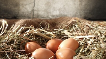 Mercado de ovo caipira é promissor em Minas Gerais