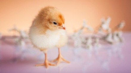Exportações de genética avícola crescem 95% no primeiro semestre