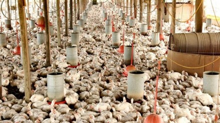 Abate de frangos registra alta no quarto trimestre de 2022
