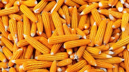 Exportações de milho dos EUA atingem 314,2 mil toneladas da safra 2022/23 em uma semana