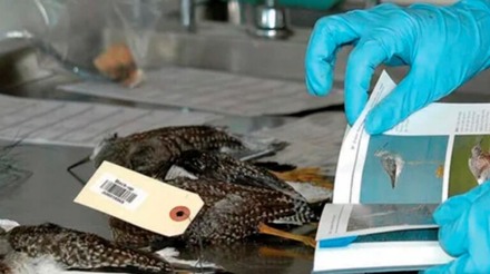 México relata caso de influenza aviária em aves silvestres