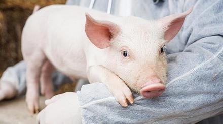 Competitividade da carne bovina limita aumento dos preços da carne suína, segundo a ABCS
