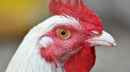 Exportações de frango brasileiro não devem ser proibidas devido à gripe aviária, diz lobby avícola