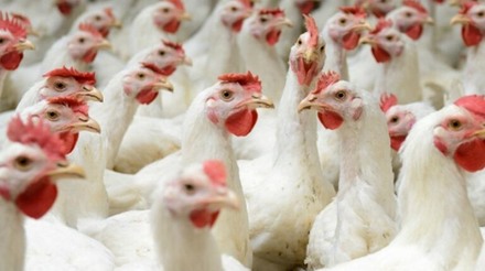 Setor avícola mundial desfruta de reduções nos custos de insumos