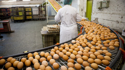 Produção de ovos é a maior já registrada para um 2º trimestre