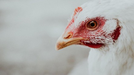 Embrapa reforça que biossegurança é a chave para o controle da gripe aviária